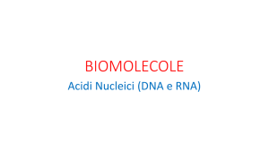 BIOMOLECOLE 4 acidi nucleici