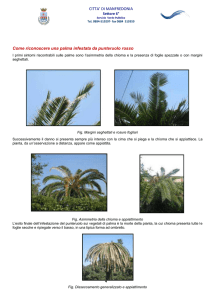 Come riconoscere una palma infestata da punteruolo rosso