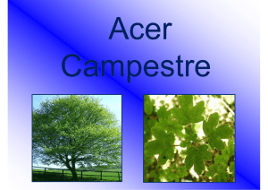 Acer campestre - Vivai ProNatura