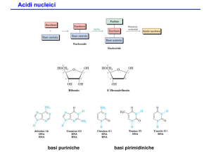 Acidi nucleici File