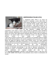herpesvirus felino (fhv) - Veterinario - Assisi