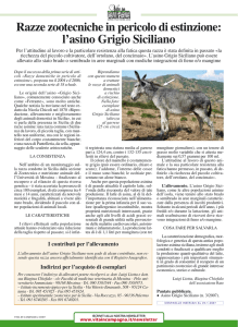 Razze zootecniche in pericolo di estinzione: l`asino Grigio Siciliano