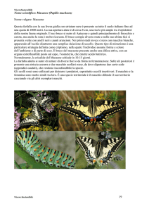 19 Nome scientifico: Macaone (Papilio machaon) Nome volgare