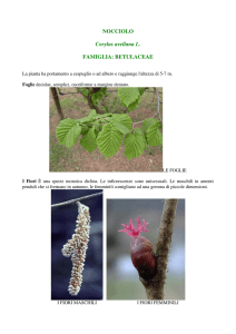 NOCCIOLO Corylus avellana L. FAMIGLIA: BETULACEAE