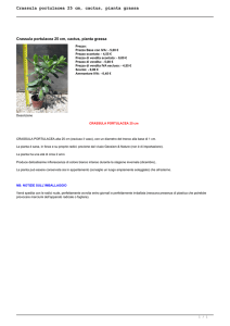 Crassula portulacea 25 cm, cactus, pianta grassa