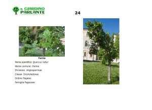 Farnia Nome scientifico: Quercus robur Nome comune: Farnia