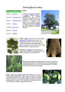 Farnia (Quercus robur)