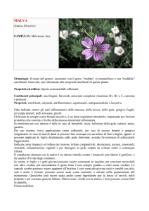 (Malva Silvestris) FAMIGLIA: Malvaceae Juss. Etimologia: Il nome