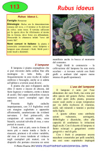 Rubus idaeus - Piante spontanee in cucina.info