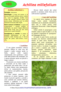 Achillea millefolium - Piante spontanee in cucina.info