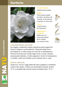 Gardenia - Dichio vivai garden