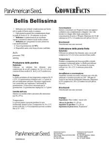 Bellis Bellissima