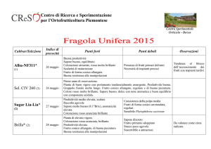 Fragola Unifera 2015 -