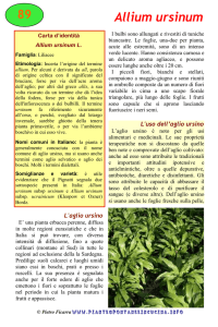 Allium ursinum - Piante spontanee in cucina.info