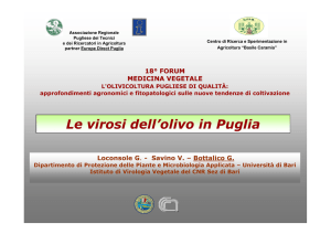 Le virosi dell`olivo in Puglia