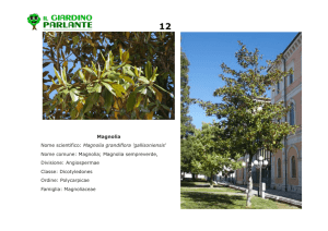 Magnolia Nome scientifico: Magnolia grandiflora `gallisoniensis