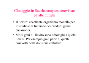 Clonaggio Saccharomyces