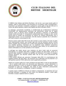 club italiano del british shorthair