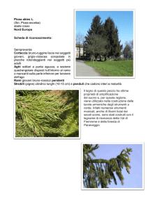 Picea abies L. (Sin. Picea excelsa) abete rosso Nord Europa