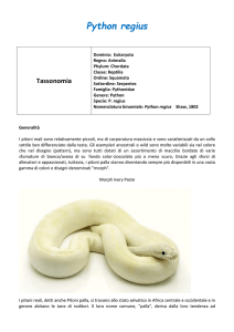 Python regius - Herpetomania