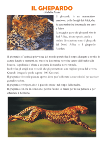 il ghepardo - DigiScuola