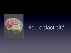neuroplasticità e meccanismi della Memoria