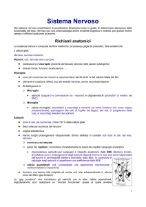 Sistema Nervoso Nel sistema nervoso imperfezioni di piccolissime