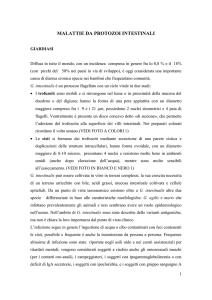 Malattie da protozoi intestinali - AILMI onlus Associazione Italiana