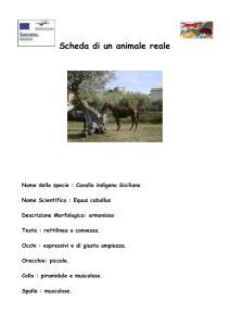 Scheda di un animale reale Nome della specie : Cavallo indigeno