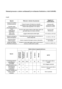 Tabelle sintomi e catture insetti