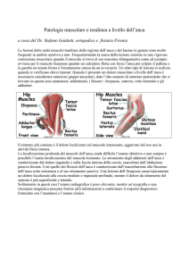 Patologia muscolo tendinea dell`anca