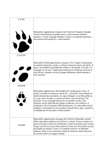 Impronte Animali