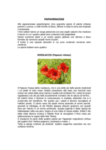 papaveraceae - di Carolina Bosco