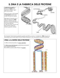 IL DNA E LA FABBRICA DELLE PROTEINE
