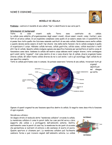 Modello cellula - Il Blog della Prof