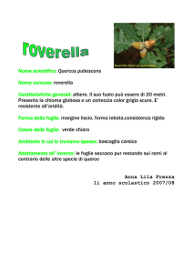 Roverella