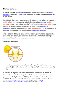 Nucleo cellulare