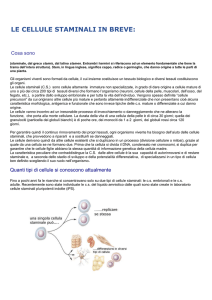 COSA SONO LE CELLULE STAMINALI