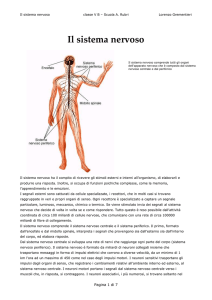 Sistema nervoso - Digilander