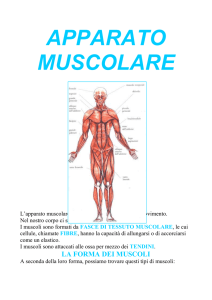 apparato muscolare - IHMC Public Cmaps