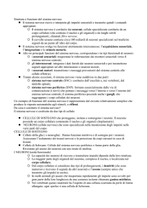 Struttura e funzione del sistema nervoso