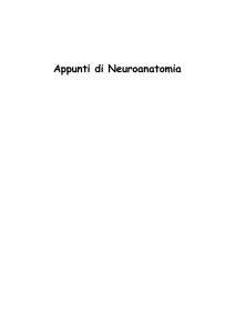 Appunti di Neuroanatomia