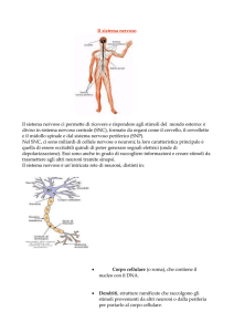 Il sistema nervoso Il sistema nervoso ci permette di ricevere e