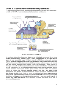 La membrana plasmatica - IHMC Public Cmaps (3)