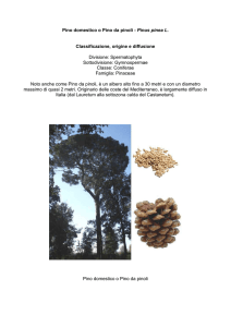 Pino domestico o Pino da pinoli - Pinus pinea L - Digilander