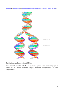 Replicazione del DNA