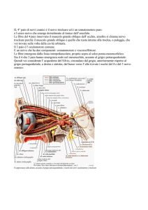IL 4° paio di nervi cranici è il nervo trocleare ed è un somatomotore