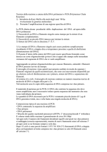 Tecnica della reazione a catena della DNA polimerasi o PCR