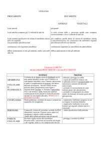 ORGANULI COMUNI AD UNA CELLULA EUCARIOTE ANIMALE E