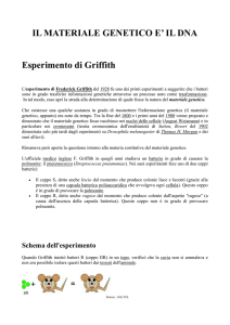 Il Materiale Genetico è il DNA (Esperimenti di: Griffith. Avery